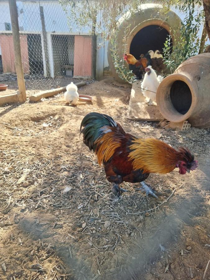 Finca Rural La Canera 16 Huespedes Sevilla Kültér fotó
